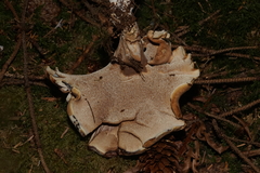 Sarcodon stereosarcinon