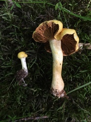 Cortinarius lewisii