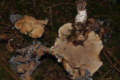 Sarcodon stereosarcinon