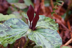 Trillium kurabayashii