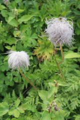 Pulsatilla aurea