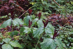 Trillium kurabayashii