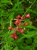 Red-fruited White Baneberry - Photo (c) Brian Popelier, some rights reserved (CC BY-NC), uploaded by Brian Popelier
