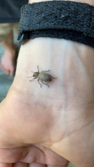 Trichalophus alternatus