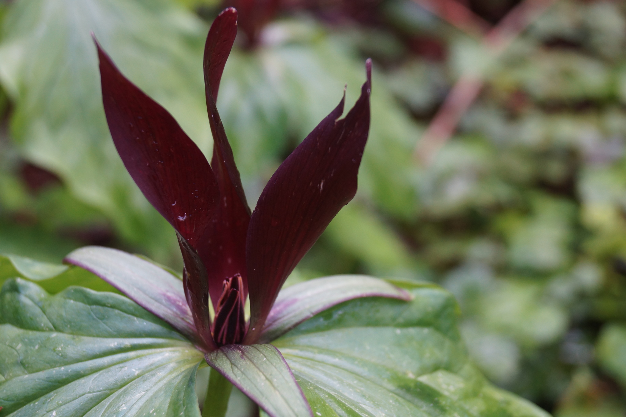 Trillium kurabayashii