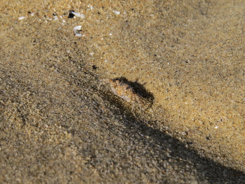 Scopimera inflata