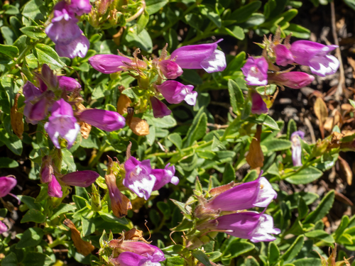 mountain pride (Penstemon newberryi)