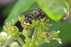 Eumenes coarctatus
