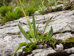 Hieracium bupleuroides