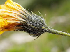 Hieracium bupleuroides