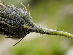 Hieracium bupleuroides