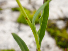 Hieracium bupleuroides