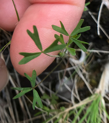 Trifolium bifidum