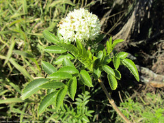Sambucus australis