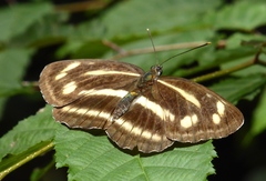 Neptis antilope