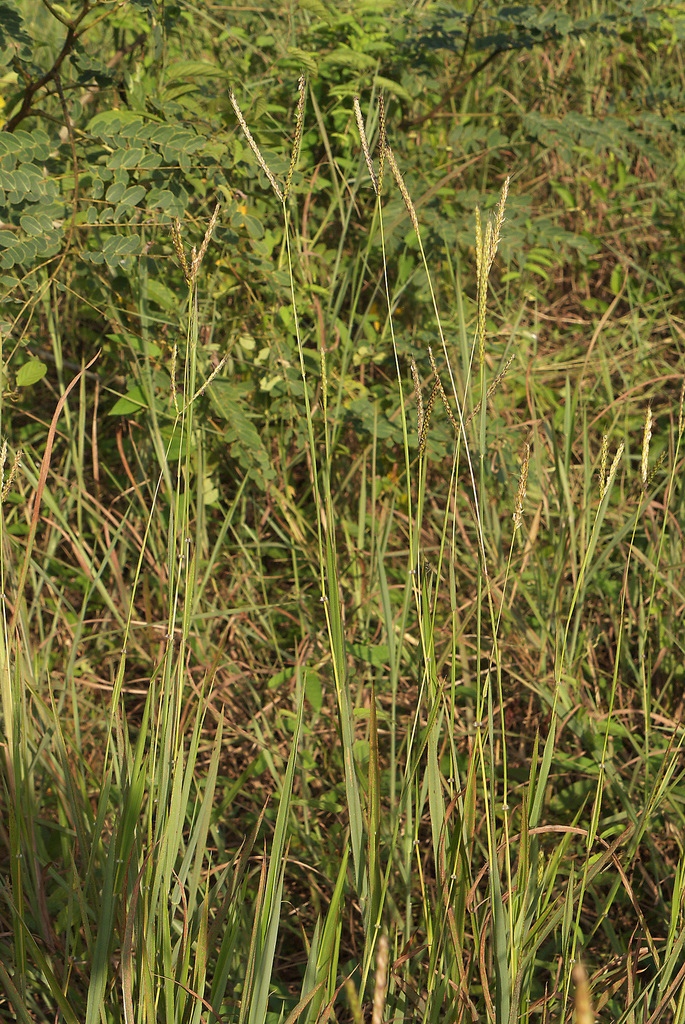 Ischaemum timorense (Ischaemum timorense)
