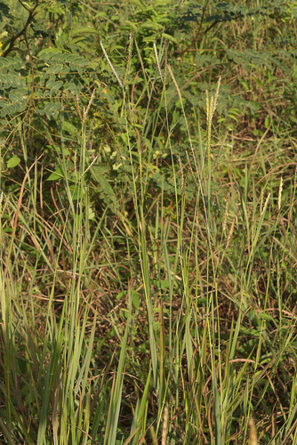 Centipede grass (Ischaemum timorense)