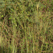 Ischaemum timorense - Photo (c) Tony Rodd, some rights reserved (CC BY-NC-SA)