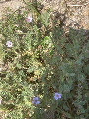 Erodium cicutarium dunense