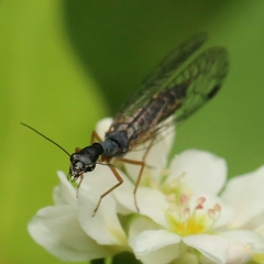 Raphidiina