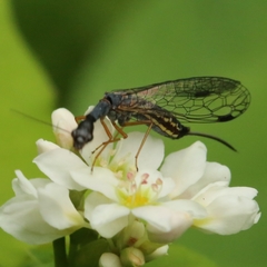 Raphidiina