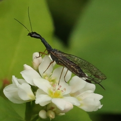 Raphidiina