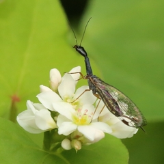 Raphidiina