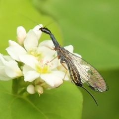 Raphidiina