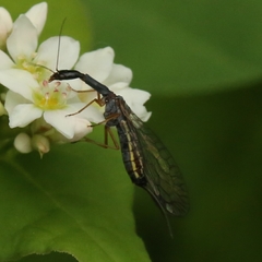 Raphidiina