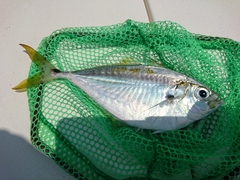 Chloroscombrus chrysurus