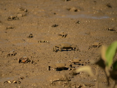 Macrophthalmus