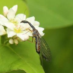Raphidiina
