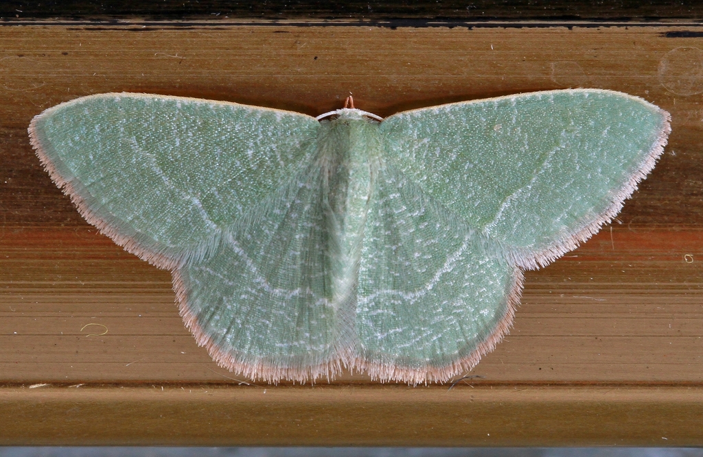 Phaiogramma