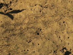 Macrophthalmus