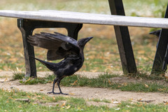 Corvus corone