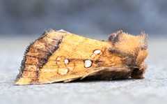 Papaipema leucostigma