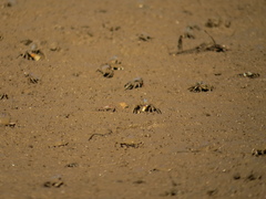 Macrophthalmus