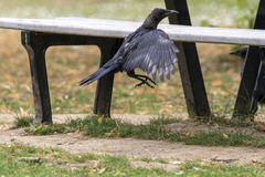 Corvus corone