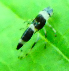 Pterygota
