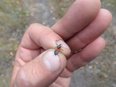 Prostemma aeneicolle