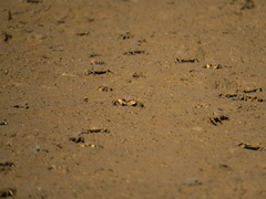 Macrophthalmus