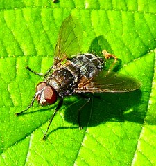 Diptera