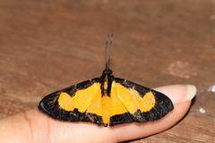 Colaciticus johnstoni