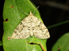 Thera contractata