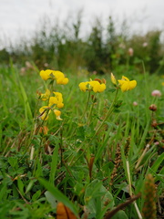 Lotus corniculatus