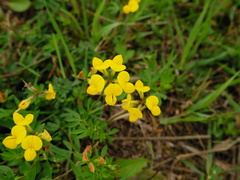 Lotus corniculatus