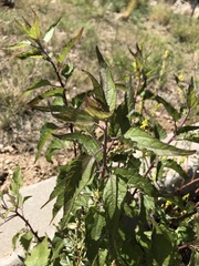 Ambrosia ambrosioides