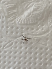 Mecynogea lemniscata