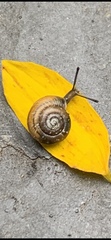 Zonitidae