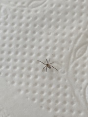 Mecynogea lemniscata